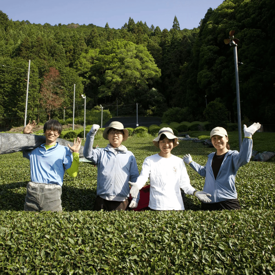 Ceremonial Matcha